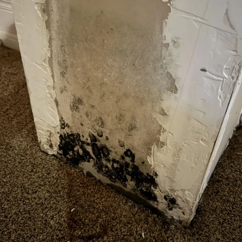 Professional Mold Removal in Half Moon Bay, CA